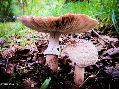 Parelamaniet - Amanita rubescens.JPG