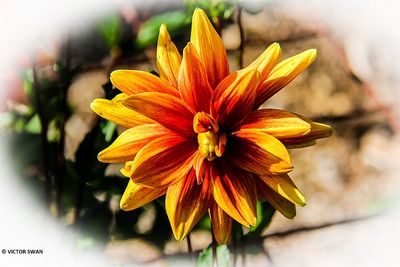 Dahlia vandenberghe's Primeur.JPG