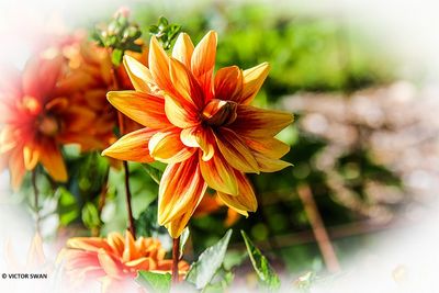 Dahlia vandenberghe's Primeur.JPG
