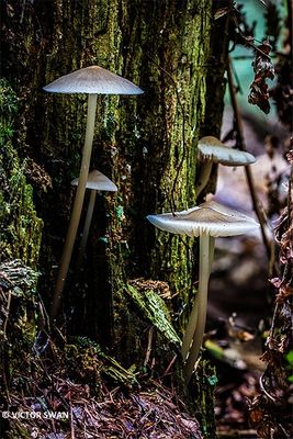 Helmmycena - Mycena galericulata.JPG