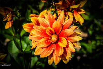 Dahlia vandenberghe's Primeur.JPG