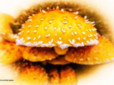 Dubbelgangerbundelzwam - Pholiota limonella.JPG