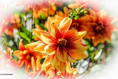 Dahlia vandenberghe's Primeur.JPG