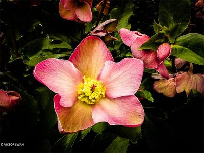 Helleborus.JPG