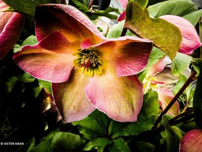 Helleborus.JPG