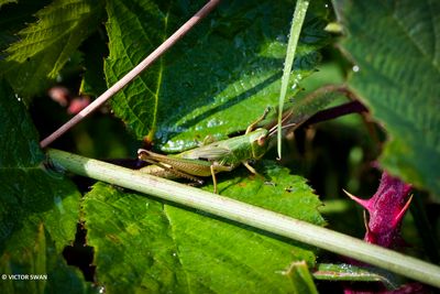 Krasser - Chorthippus parallellus .JPG