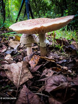 Parelamaniet - Amanita rubescens.JPG