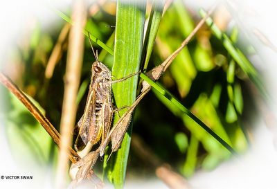 Ratelaar - Chorthippus biguttulus .JPG