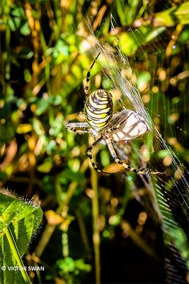 Tijgerspin - Argiope bruennichi.JPG