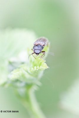 Roodaarskniptor - Athous haemorrhoidalis .JPG