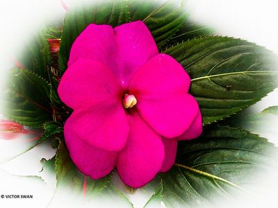 Impatiens walleriana.JPG