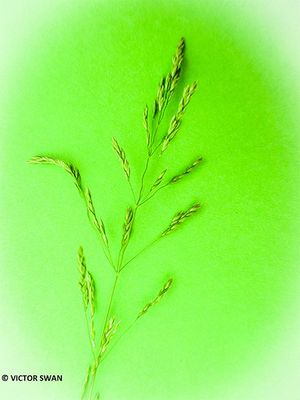 Ruw beemdgras - Poa trivialis.JPG