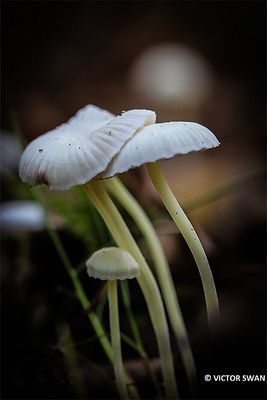 Witte melksteelmycena - Mycena galopus.JPG