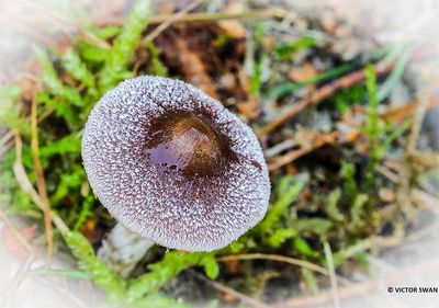 Witschubbige gordijnzwam - Cortinarius hemitrichus.jpg