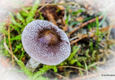 Witschubbige gordijnzwam - Cortinarius hemitrichus.jpg