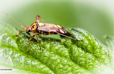 Gestreepte eikenblindwants - Rhabdomiris striatellus .JPG