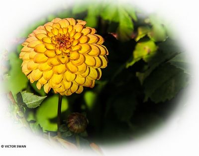 Dahlia-Potgieter.JPG