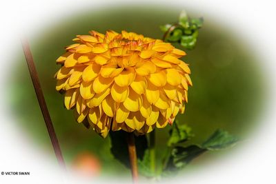 Dahlia-Potgieter.JPG