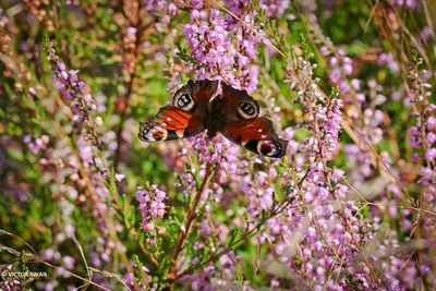 Butterflies - Caterpillars