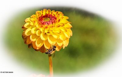 Dahlia-Potgieter.JPG