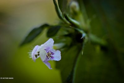 Gewone hennepnetel - Galeopsis tetrahit  .JPG