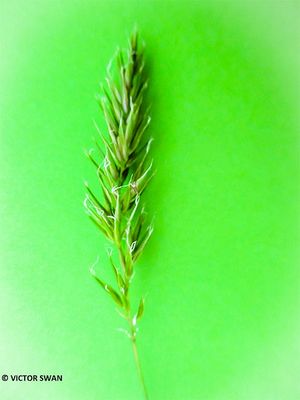 Gewoon reukgras - Anthoxanthum odoratum.JPG
