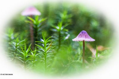 Melksteelmycena - Mycena galopus.JPG