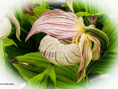 Orchis.JPG