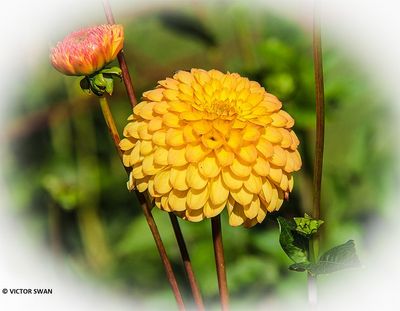 Dahlia-Potgieter.JPG
