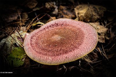 Koningsmantel -Tricholomopsis rutilans.JPG