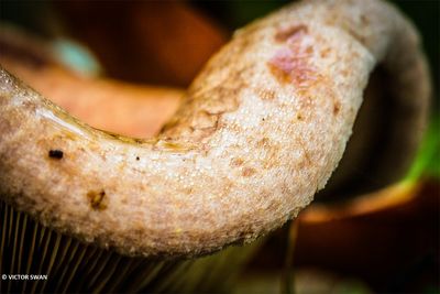 Gewone krulzoom - Paxillus involutus.JPG