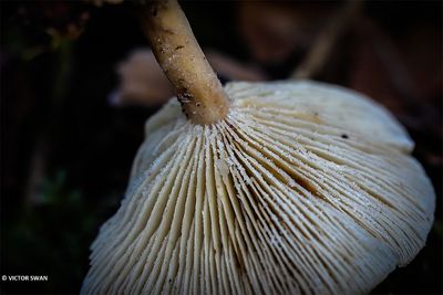 Grote bostrechterzwam - Clitocybe phyllophila.JPG