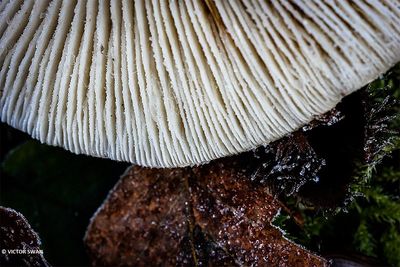 Grote bostrechterzwam - Clitocybe phyllophila.JPG