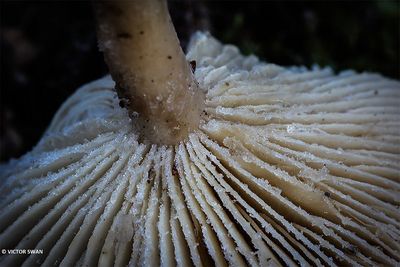 Grote bostrechterzwam - Clitocybe phyllophila.JPG