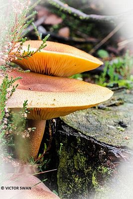 Koningsmantel -Tricholomopsis rutilans.JPG