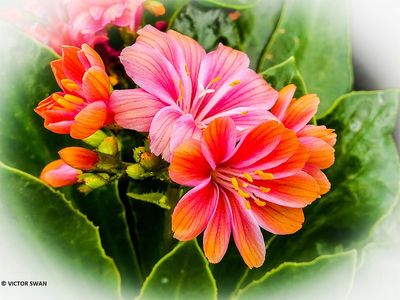 Lewisia .JPG