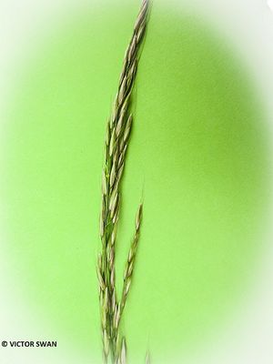 Glanshaver - Arrhenatherum elatius.jpg