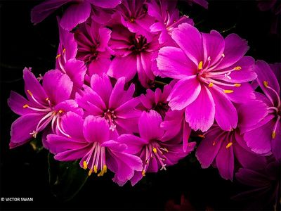 Lewisia .JPG