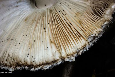 Knolparasolzwam - Chlorophyllum rhacodes.JPG