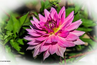 Dahlia-New-Age .JPG