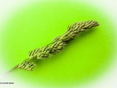 Kropaar - Dactylis glomerata.JPG