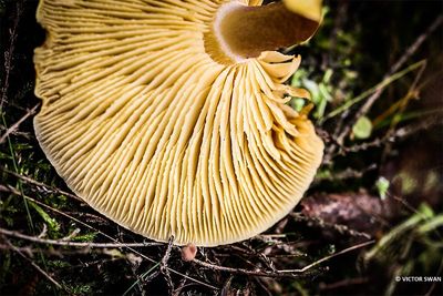 Koningsmantel -Tricholomopsis rutilans .JPG