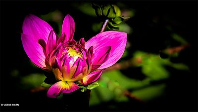 Dahlia-New-Age .JPG