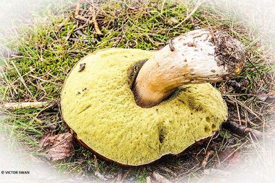 Gewoon eekhoorntjesbrood - Boletus edulis .JPG