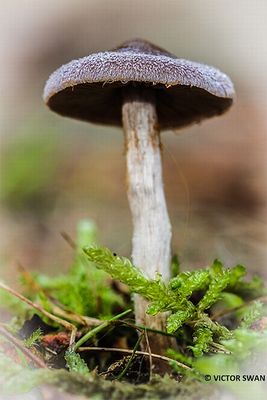 Witschubbige gordijnzwam - Cortinarius hemitrichus.JPG