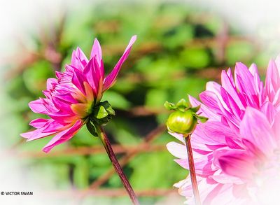Dahlia-New-Age .JPG