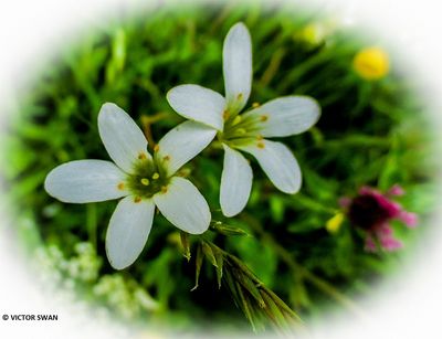 Knolsteenbreek - Saxifraga granulata.JPG