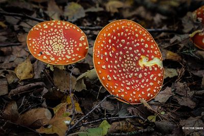 Vliegenzwam -Amanita muscaria .jpg