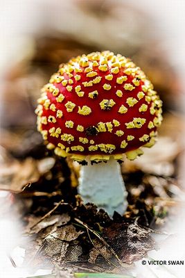 Vliegenzwam - Amanita muscaria .jpg