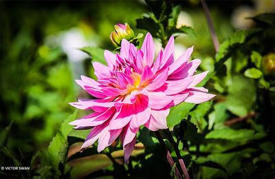Dahlia-New-Age .JPG